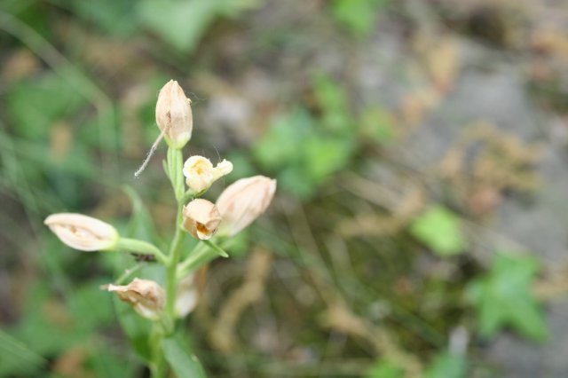5-cephalanthera damasonium